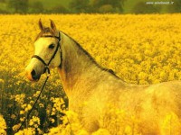 /album/galleria-fotografica/foto-cavalli-339-jpg/