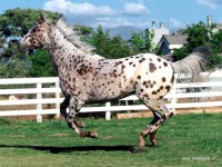 /album/galleria-fotografica/foto-cavalli-342-jpg/