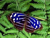 /album/galleria-fotografica/foto-farfalle-02-jpg/