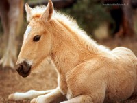 /album/galleria-fotografica/foto-cavalli-322-jpg/