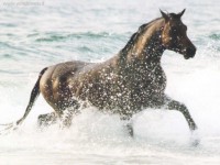 /album/galleria-fotografica/foto-cavalli-325-jpg/