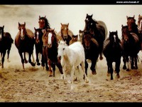 /album/galleria-fotografica/cavalli-02-jpg/