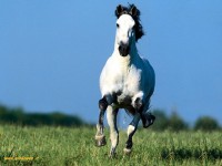 /album/galleria-fotografica/cavalli-07-jpg/