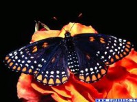 /album/galleria-fotografica/imagesdv-jpg/