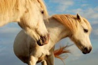 /album/galleria-fotografica/imagesfe-jpg/