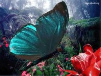 /album/galleria-fotografica/imagesgrggr-jpg/