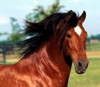 /album/galleria-fotografica/imagesmcg-jpg/