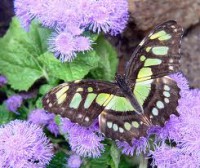 /album/galleria-fotografica/imagesvfd-jpg/