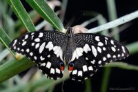 /album/galleria-fotografica/kfhl-jpg/