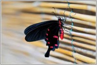 /album/galleria-fotografica/rf-jpg/