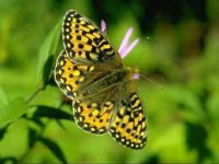 /album/galleria-fotografica/vfgv-jpg/