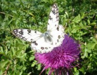 /album/galleria-fotografica/vvbgfrmnsj-jpg/