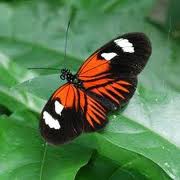 /album/galleria-fotografica/f-jpg/