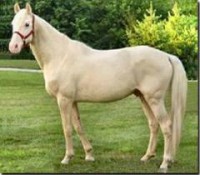 /album/galleria-fotografica/imagescremello-jpg/