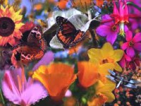 /album/galleria-fotografica/fgb-jpg/